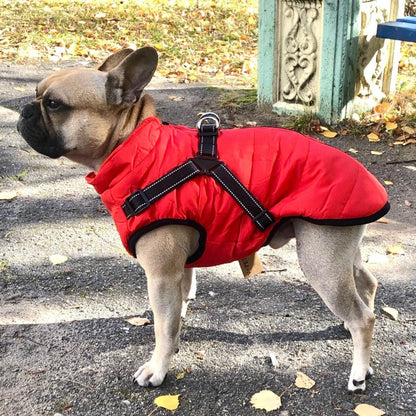 🐕‍🦺🐾Háziállat ruházat